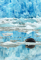Harbor seal, Tracy Arm fjord, Alaska