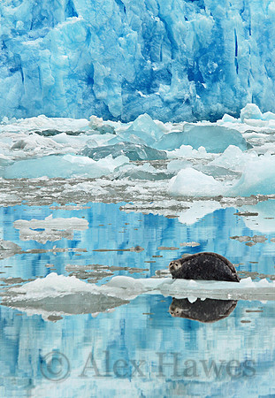 Harbor seal, Tracy Arm fjord, Alaska
