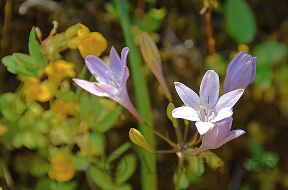 Flowers in Jedediah Smith Redwood State Park, California