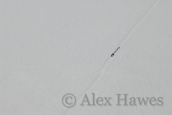 Dog sled team on Mendenhall Glacier, Juneau, Alaska