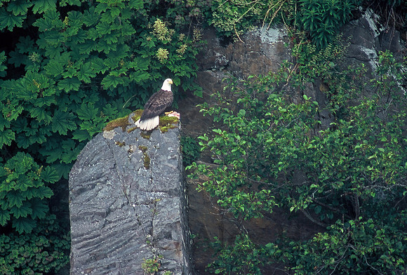 Bald eagle with fish, Kenai Fjords National Park, near Seward, Alaska