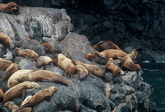 Steller sea lions, Kenai Fjords National Park, near Seward, Alaska