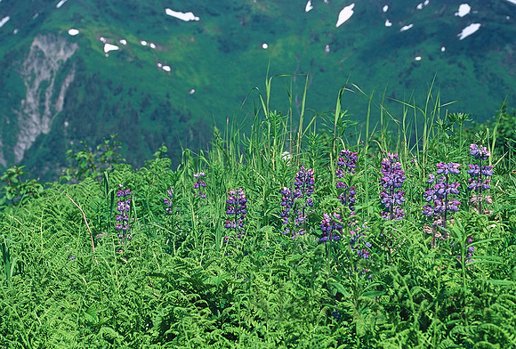 Along the Mount Roberts Trail, Juneau, Alaska