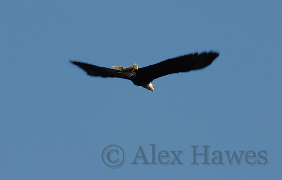 Bald eagle, Juneau, Alaska