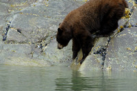 Brown bear, Tracy Arm fjord, Alaska