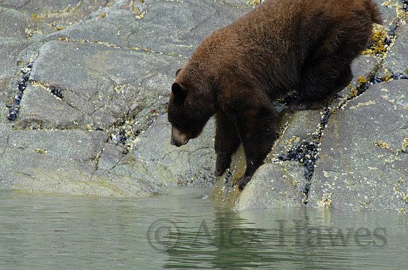 Brown bear, Tracy Arm fjord, Alaska