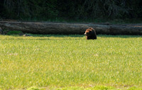 Brown bear, Admiralty Island near Juneau, Alaska