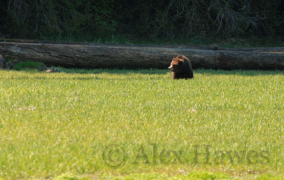 Brown bear, Admiralty Island near Juneau, Alaska