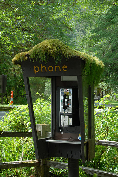 Obsolete and overgrown: Olympic National Park, Washington