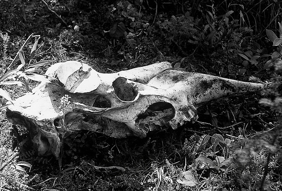 Moose skull, Denali National Park, Alaska