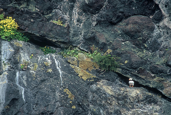 Horned puffin, Kenai Fjords National Park, near Seward, Alaska