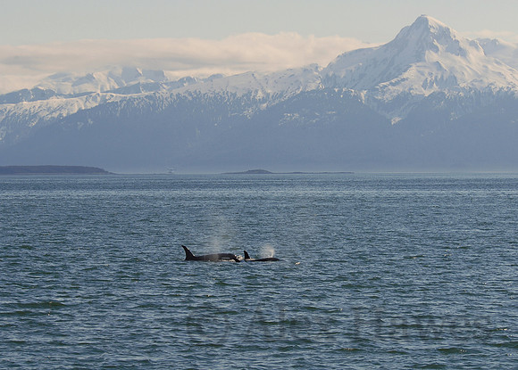 Humpback whales, Juneau, Alaska
