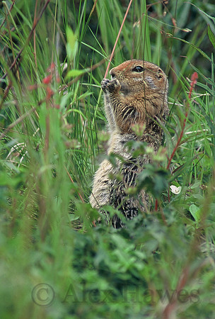 Arctic ground squirrel, Denali National Park, Alaska
