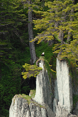 Bald eagle near Juneau, Alaska