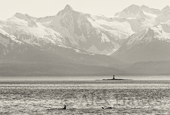 Humpback whales, Juneau, Alaska