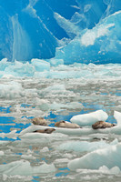 Harbor seals, Tracy Arm fjord, Alaska