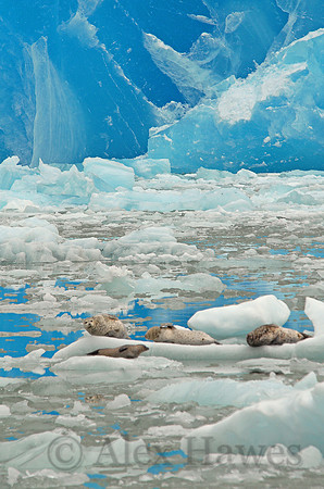 Harbor seals, Tracy Arm fjord, Alaska