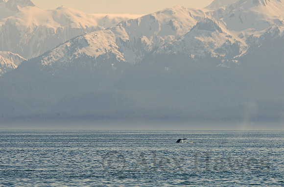 Humpback whale, Juneau, Alaska