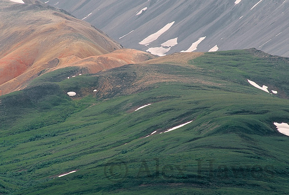 Tundra, Denali National Park, Alaska