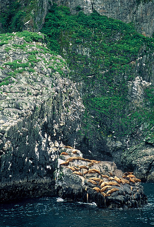 Steller sea lions, Kenai Fjords National Park, near Seward, Alaska