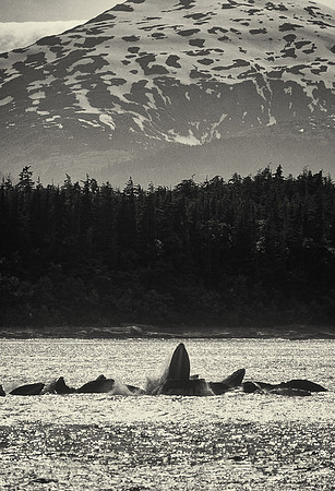 Humpback whales bubble-net feeding near Juneau, Alaska