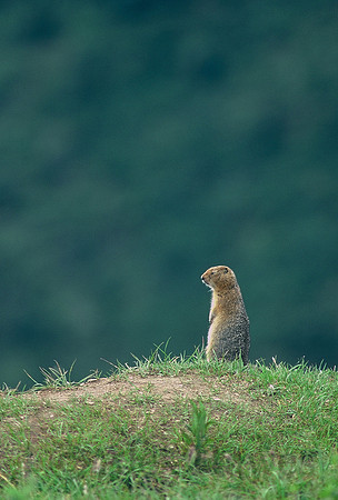 Arctic ground squirrel, Denali National Park, Alaska