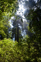 Rhododendrons and redwoods, Del Norte Coast Redwoods State Park, California