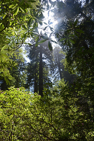 Rhododendrons and redwoods, Del Norte Coast Redwoods State Park, California