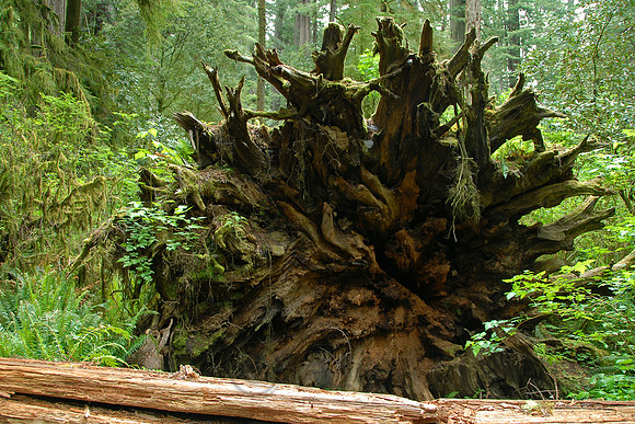 Redwoods National Park, northern California