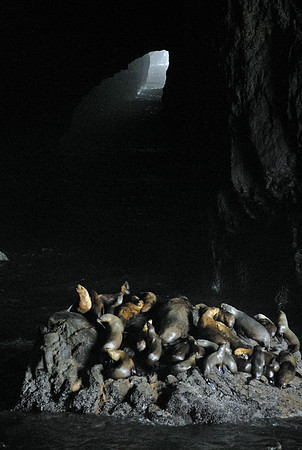 Steller sea lions, Sea Lion Caves, Florence, Oregon