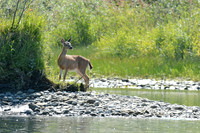 Black-tail deer, Rogue River, Oregon