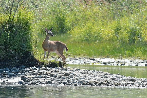 Black-tail deer, Rogue River, Oregon