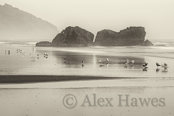 Samuel H. Boardman State Scenic Corridor near Brookings, Oregon