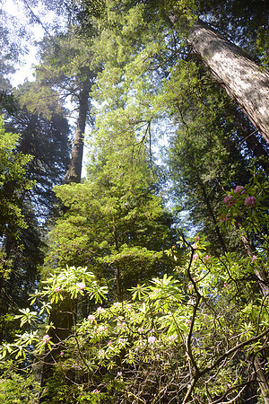 Rhododendrons and redwoods, Del Norte Coast Redwoods State Park, California