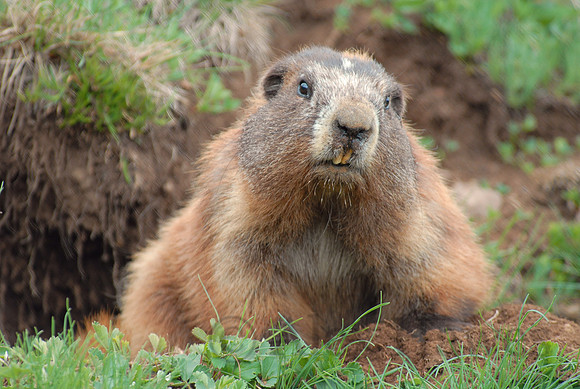 Olympic marmot, Olympic National Park, Washington
