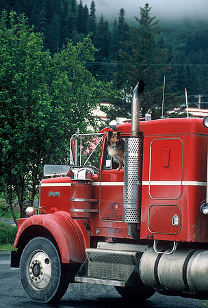 Collie in firetruck, Seward, Alaska