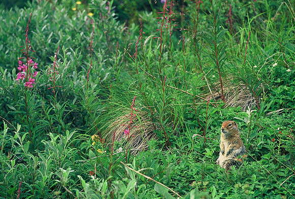 Arctic ground squirrel, Denali National Park, Alaska