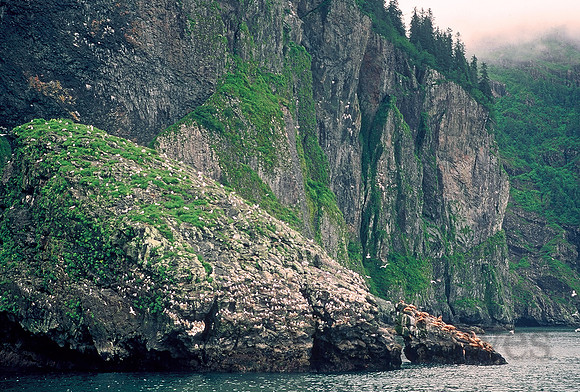 Steller sea lions, Kenai Fjords National Park, near Seward, Alaska