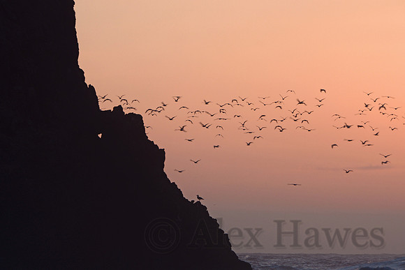Samuel H. Boardman State Scenic Corridor near Brookings, Oregon