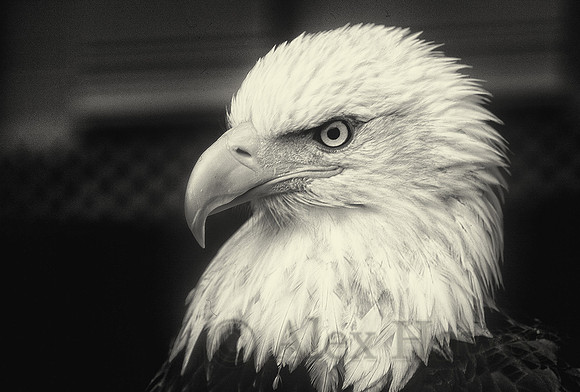 Rehabilitating bald eagle, Sitka Raptor Rehab Center, Alaska