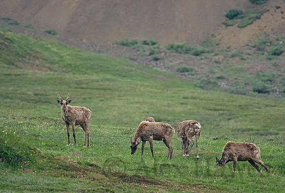 Caribou, Denali National Park, Alaska