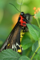 Butterfly Magic exhibit, Tucson Botanical Gardens
