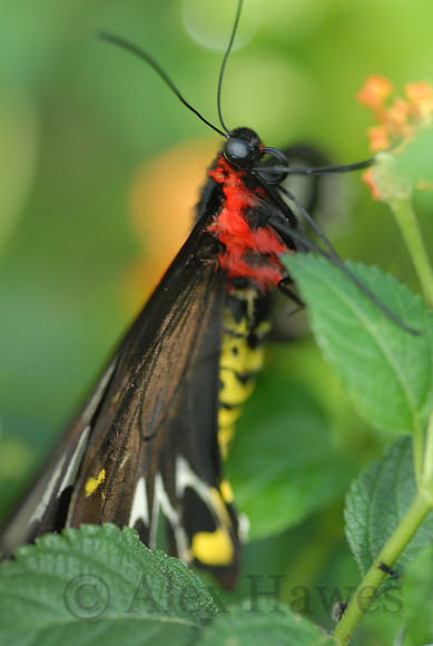 Butterfly Magic exhibit, Tucson Botanical Gardens
