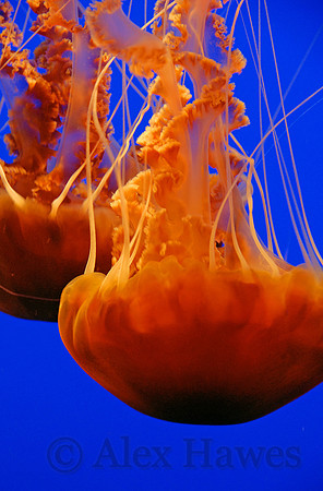 Sea nettles, Monterey Bay Aquarium, California