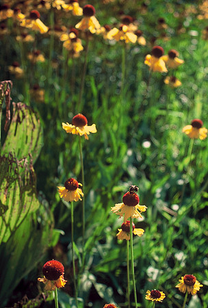 Bees in meadow outside Yosemite National Park, California
