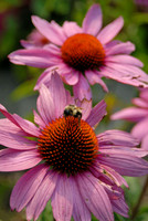 Bumblebee on cone flower, Little Compton, Rhode Island
