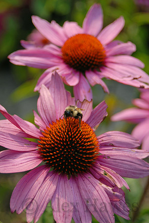 Bumblebee on cone flower, Little Compton, Rhode Island
