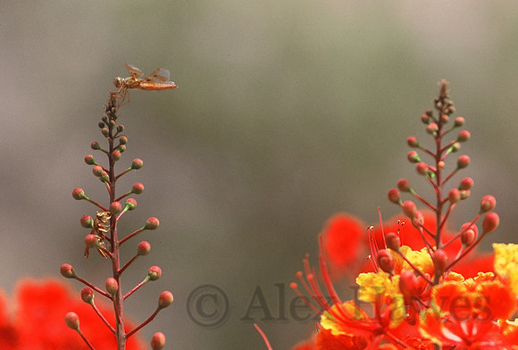 Insect on Mexican bird of paradise shrub, Tucson, Arizona