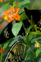 Butterfly Magic exhibit, Tucson Botanical Gardens