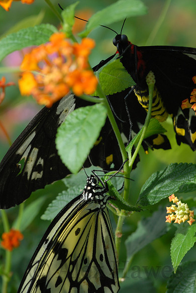 Butterfly Magic exhibit, Tucson Botanical Gardens